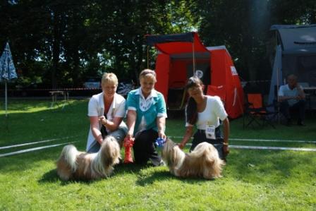 Shih Tzu Danmark